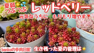 多肉植物^o^  モリモリ❣️レッドベリー 希少種♡赤ちゃん♡レッドベリー♡多肉植物♡セダム♡もりもり アート