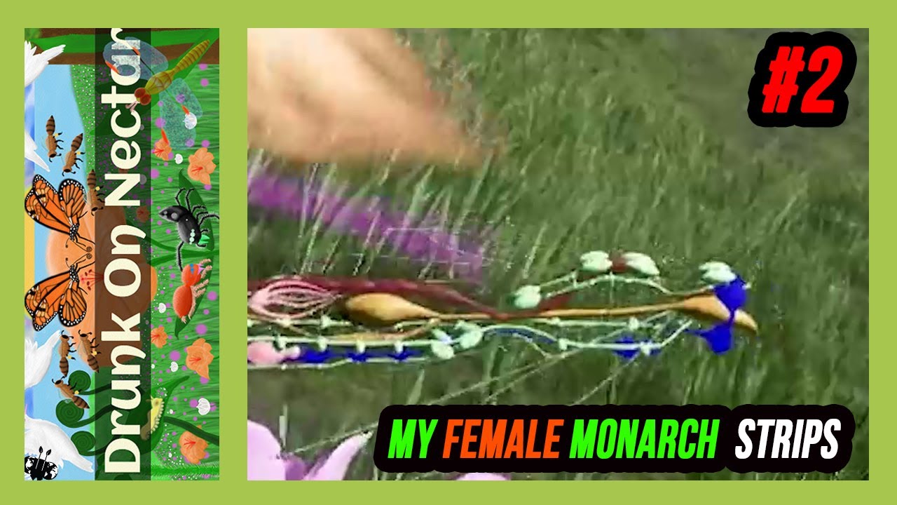 Weird bug happens: my butterfly get transparent!! 🐛 Drunk on Nectar #2 🔬 The Virtual Biologist 