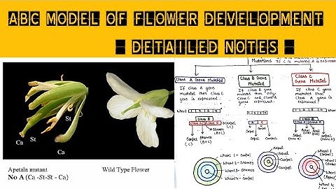 ABC Model of Flower Development ( Detailed Notes )