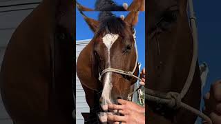 👉 Pourquoi ce cheval pleure-t-il vraiment ? La vérité va vous surprendre !