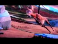 Diego Ice Age 3 Chase Hunt Diego Ice Age 3 Chase Hunt