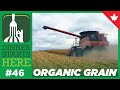 Organic Grain Farming - Dinner Starts Here (Farm 46)