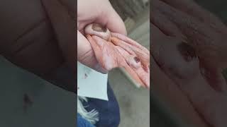 I Keep Treating The Bumble Foot Next To Securing Her Broken Toes In Boots & Working On Falling Nails