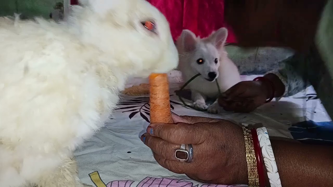 Under the leadership of the cat the puppy and rabbit became good friends A happy family 