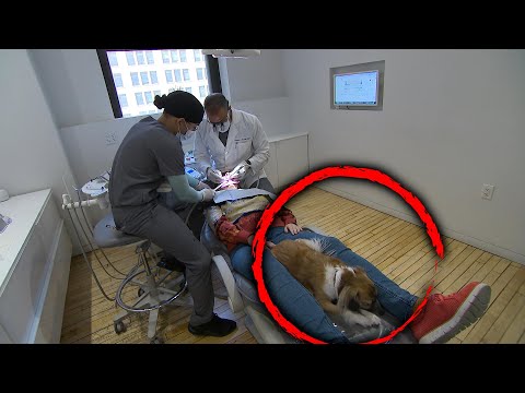 Therapy Dog Soothes Anxious Dental Patients thumbnail