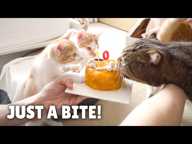 LuLu Stole a Bite of Cake! | Kittisaurus