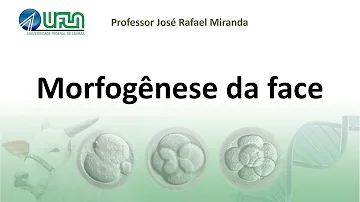 Como se forma o estomodeu?