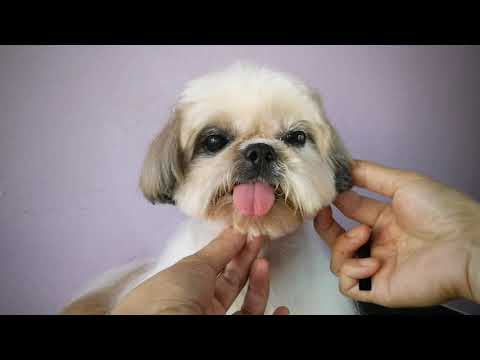 วีดีโอ: วิธีการเรียนรู้ที่จะตัดสุนัข