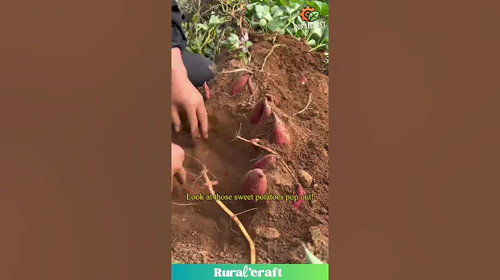 Sweet Potato Harvest: This Farmer's a Digging Machine! #farm #harvest #satisfying