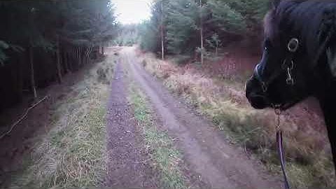 A SPEEDY WALK AT THE FOREST WITH SHANTI, CAROLE AND KAIRO (14/12/25)