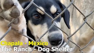 Lake Chapala Dog Shelter - The Ranch - Near Ajijic -Flight Angels Needed
