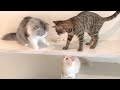 Scottish Fold Kabosu deprived of food by Bengal cat El