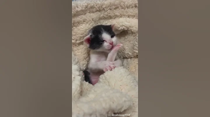 Watch the video about Cute little cat paws.#cat # #catlover #funny #funnyvideos #foryou #fypage #fypツ #funnycat