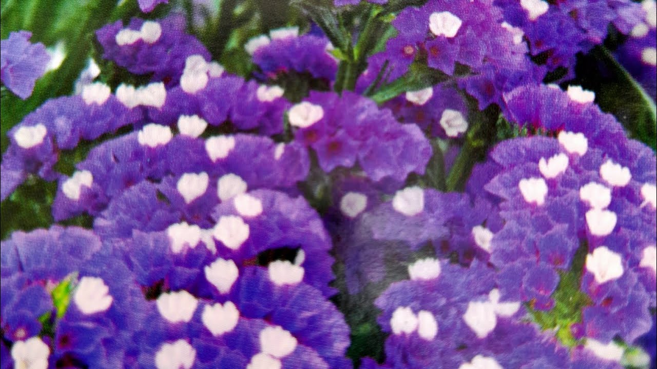 Як я сію кермек.Легко та просто.