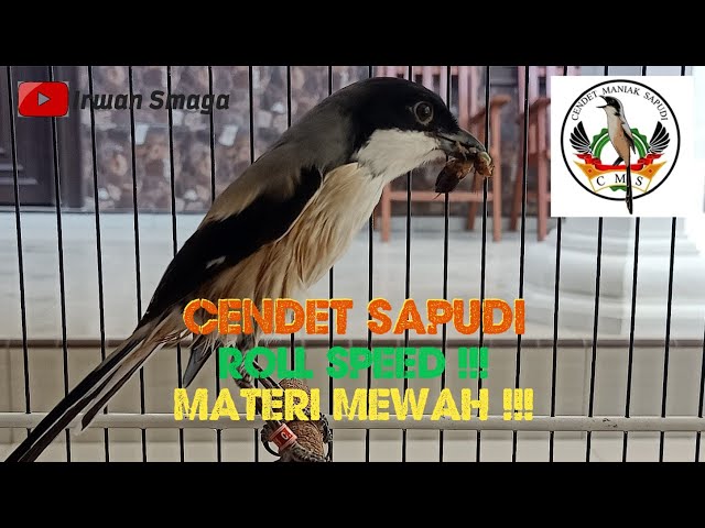 cendet sapudi roll speed materi mewah class=