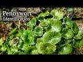 Pennywort (Umbilicus rupestris) identification