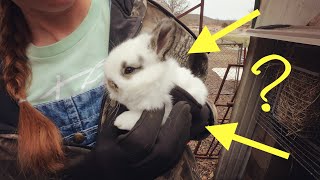 Is This Life Threatening For Our Rabbits?! | How To Treat Nest Box Eye And Ear Mites