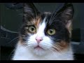 保護した猫の様子が嬉しそうで泣けた④ 2猫を病院に!大鳴き(口内炎・三毛を助けたい)