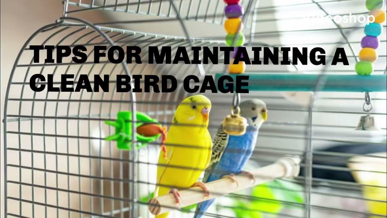 Tips for Maintaining a Clean Bird Cage pets get your new merchandise