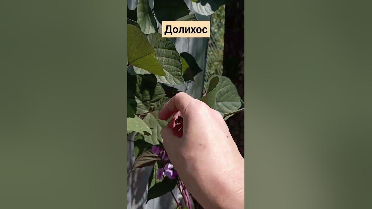 Долихос - декоративная лиана однолетник,в народе "кокорник", " вьющаяся ...