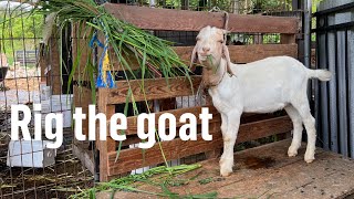 Hand feeding goats at the farm