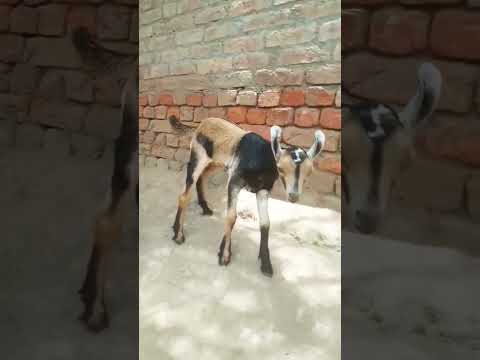 short video barbri goats#