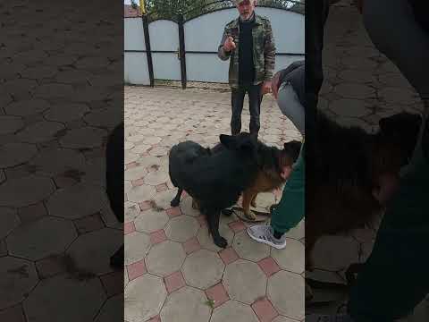 свадьба собак