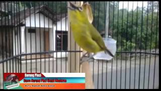 Suara Burung Pleci Untuk Masteran