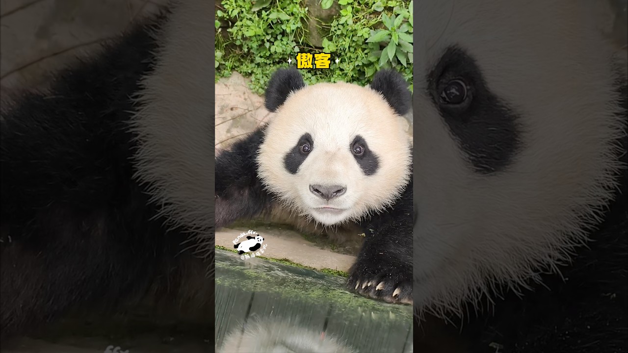 2岁多的小贤猪猪～就喜欢和两脚兽互动～亲人的娃～#大熊猫傲客#大熊猫