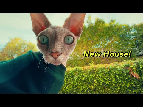 Cute Sphynx Cats vlog (๑•͈ᴗ•͈) New House!