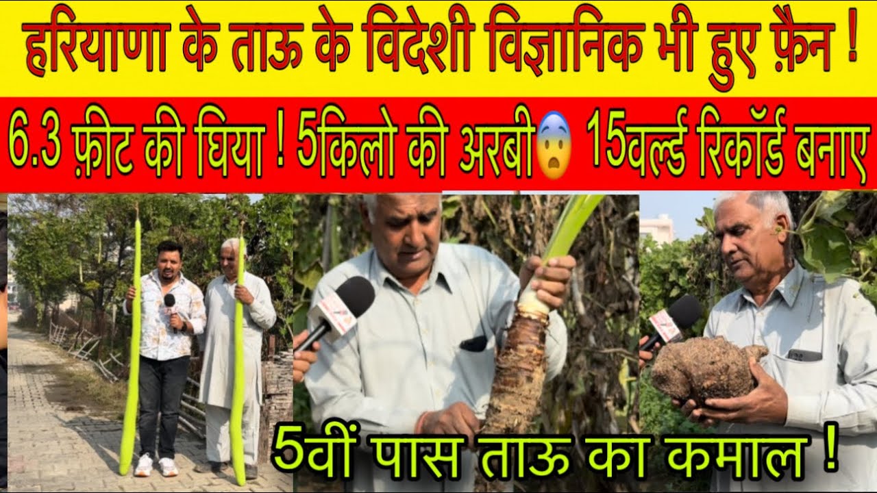 हरियाणा के ताऊ के विदेशी विज्ञानिक भी हुए फ़ैन ! 6.3 फीट की घीया 15वर्ल्ड रिकॉर्ड बनाए !