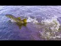 ЩУКА ДАЛА ЖАРУ! Рыбалка на болотах в сибири 2019.  Ловля щуки на джеркбейт.  2 серия