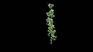 FREE NO COPYRIGHT SWINGING VINE MOTION GRAPHICS EDITED FOR SEAMLESS TRANSITION ON BLACKSCREN OVERLAY screenshot 3