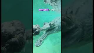 Massive Gharial Crocodile - By Jonathanrios782