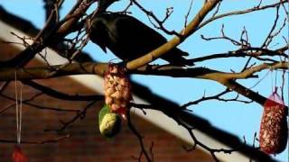 Smart Eurasian Jackdaw Slimme Torenkraai, Kauw