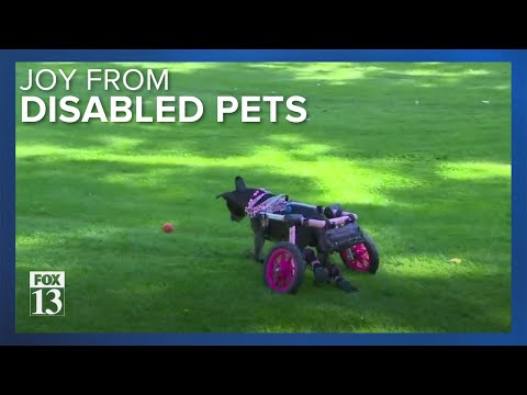 Utah dog owner raising awareness about the joy of owning a disabled pet