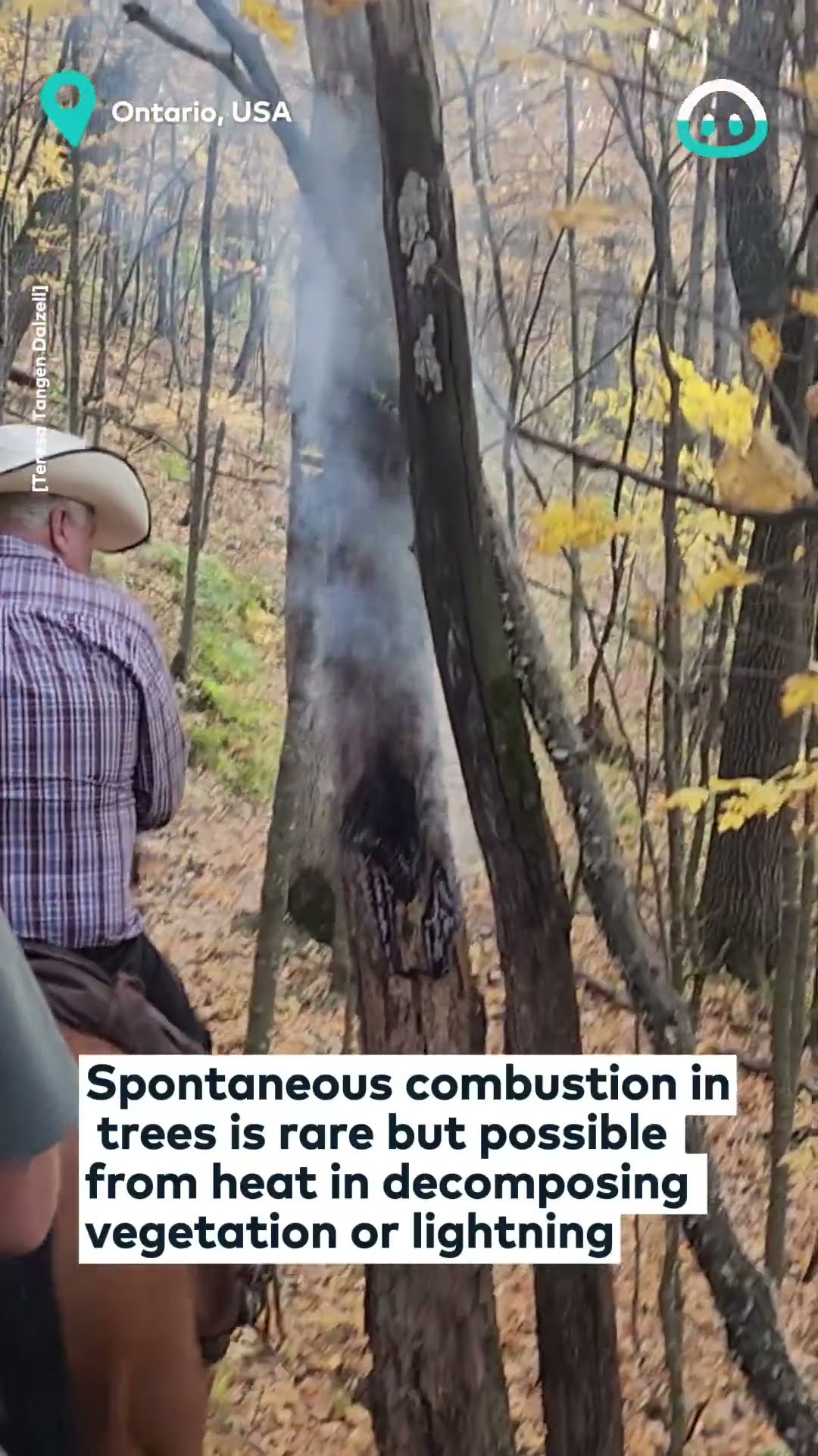 Tree Smoking In Middle Of Woods || ViralHog