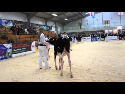 UK Dairy Expo 2012 - Autumn born Calf