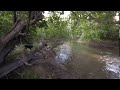 VR Nature walk dogs in River