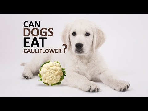 فيديو: هل يمكن إطعام الكلاب طعامًا منتظمًا؟