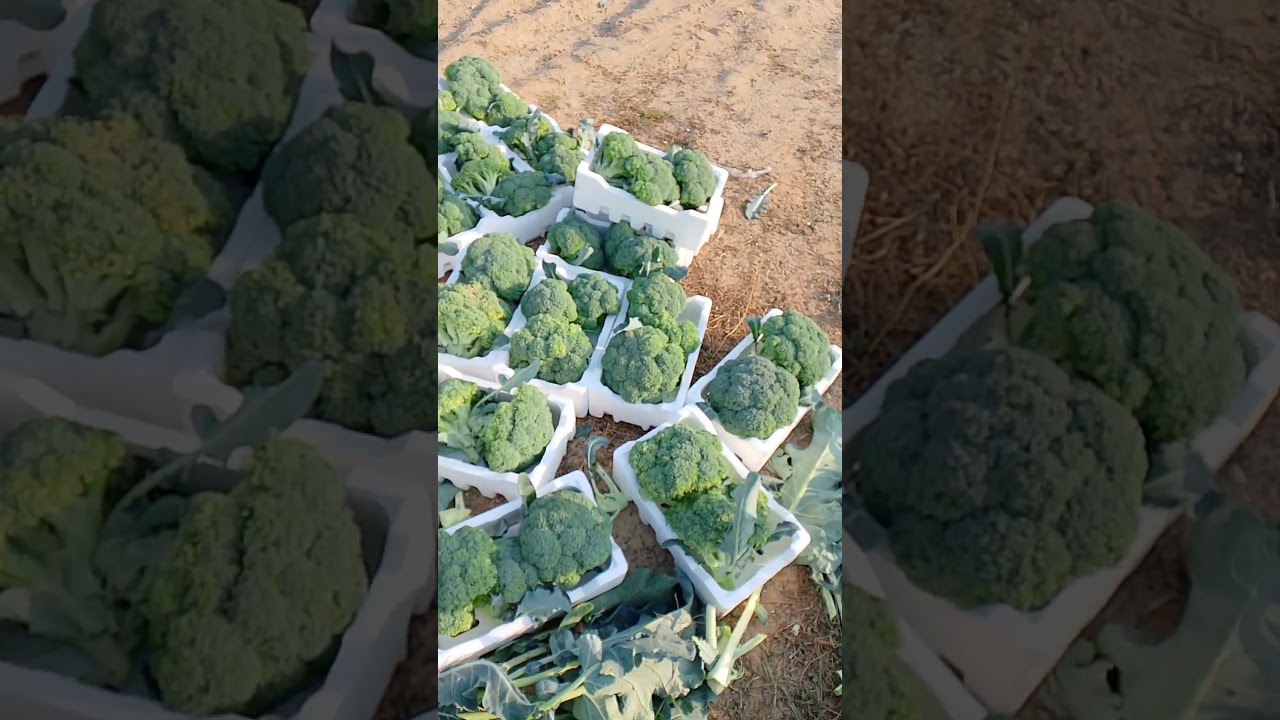 packing time broccoli 🤲👏🥦