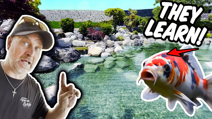 FISH that CAN HEAR at this COMMUNITY POND