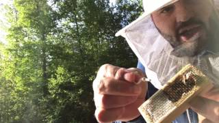 Installing a new queen to a weak hive