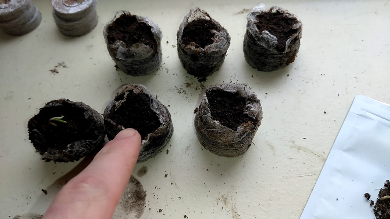 2017 - Germinating Medical Cannabis Seeds - Tutorial