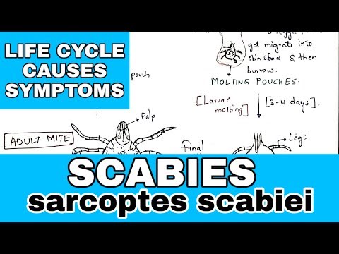 ਖੁਰਕ | sarcoptes scabiei | ਜੀਵਨ ਚੱਕਰ, ਕਾਰਨ, ਲੱਛਣ | ਜੀਵ ਵਿਗਿਆਨ