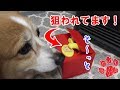 ピカチュウにしてやられる犬【コーギーチロ】どっきり大成功！