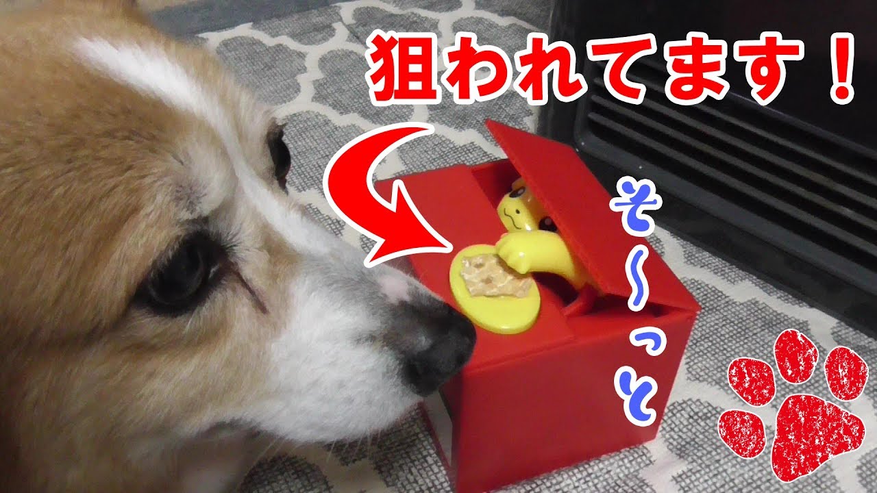 ピカチュウにしてやられる犬 コーギーチロ どっきり大成功 Youtube