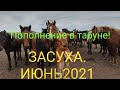 Нет дождя, жара засушила пастбища и поля. Молодой камышок, пырей, и осока еда для коней и коров.