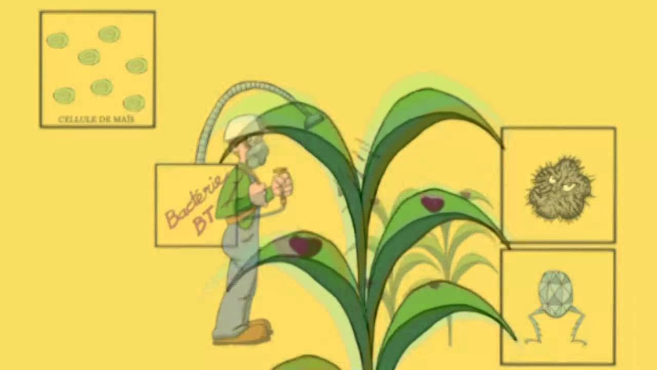 Une animation pour le mas BT OGM