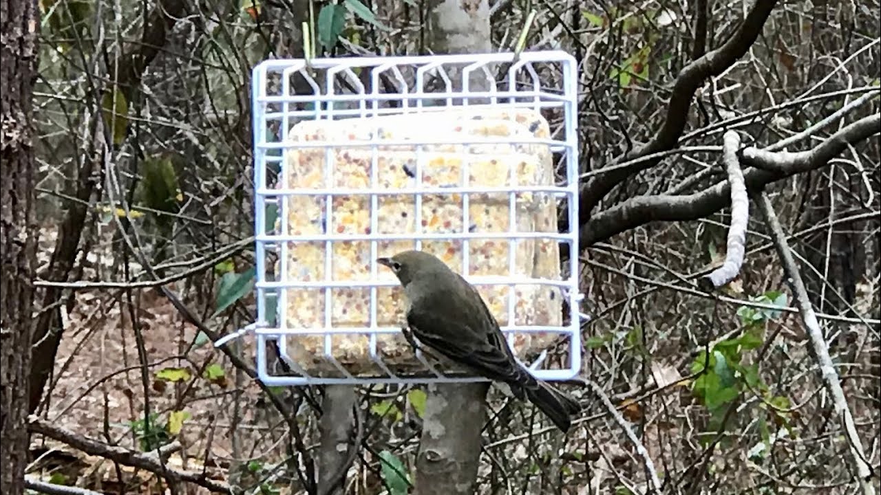 Кормушка для сала Dollar Store: очень просто